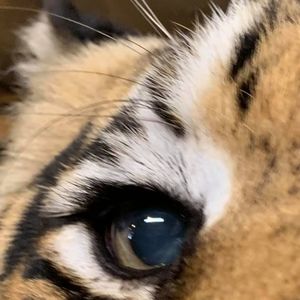 Meet your Posher, Sandi